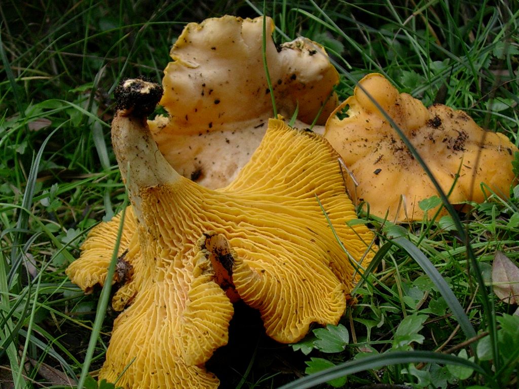 1205 Dicembre vecchio ritrovamento